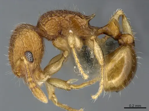 Tetramorium cuneinode specimen CASENT0276616 image casent0276616_3