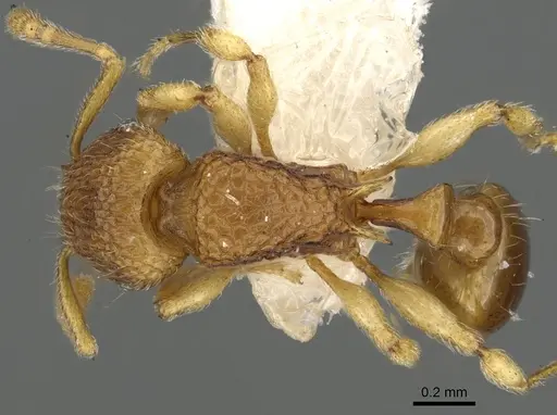 Tetramorium cuneinode specimen CASENT0901092 image casent0901092_1