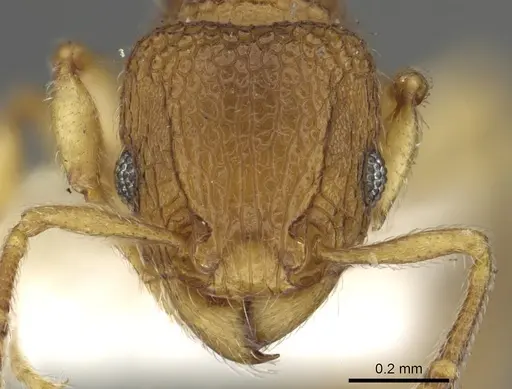 Tetramorium cuneinode specimen CASENT0901092 image casent0901092_2