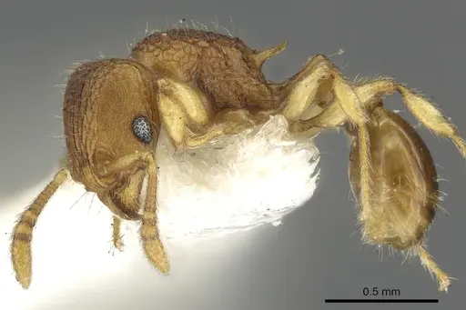 Tetramorium cuneinode specimen CASENT0901092 image casent0901092_3