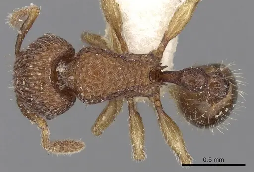 Tetramorium curtulum specimen CASENT0280892 image casent0280892_1