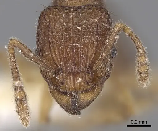 Tetramorium curtulum specimen CASENT0280892 image casent0280892_2
