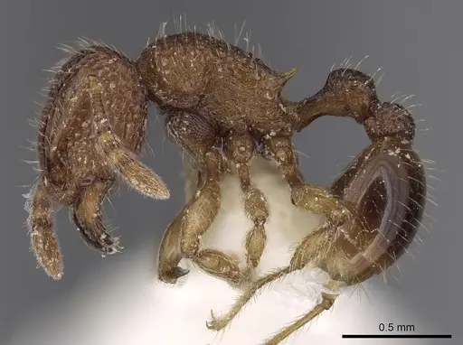 Tetramorium curtulum specimen CASENT0280892 image casent0280892_3