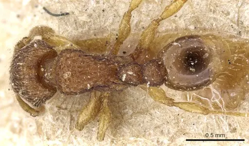 Tetramorium curtulum specimen CASENT0904853 image casent0904853_1