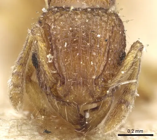 Tetramorium curtulum specimen CASENT0904853 image casent0904853_2