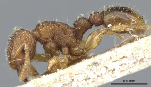 Tetramorium curtulum specimen CASENT0904853 image casent0904853_3