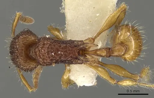 Tetramorium curvispinosum specimen CASENT0280895 image casent0280895_1