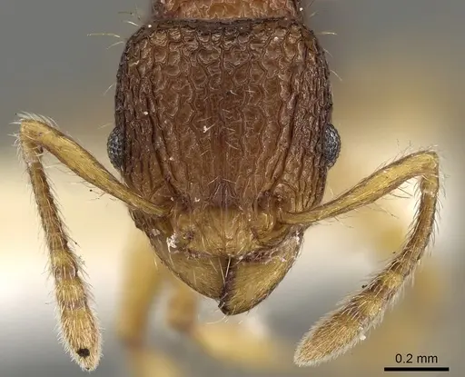 Tetramorium curvispinosum specimen CASENT0280895 image casent0280895_2