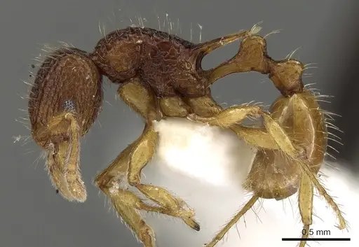 Tetramorium curvispinosum specimen CASENT0280895 image casent0280895_3
