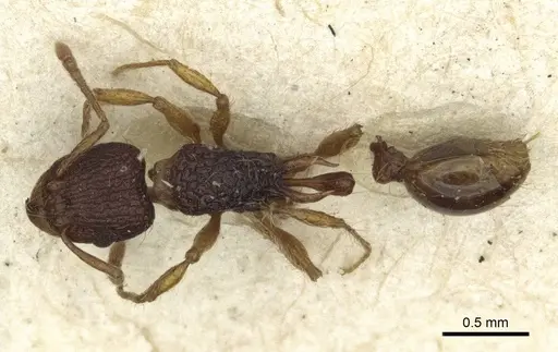 Tetramorium curvispinosum specimen CASENT0916589 image casent0916589_1