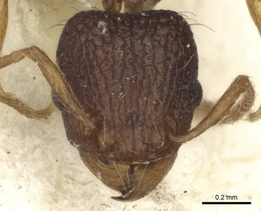 Tetramorium curvispinosum specimen CASENT0916589 image casent0916589_2