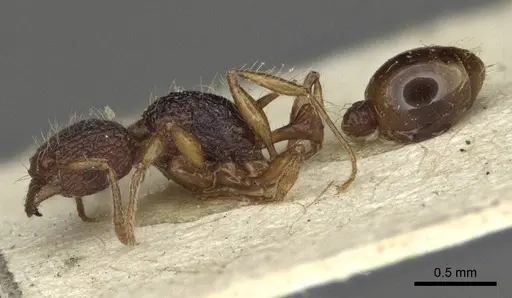 Tetramorium curvispinosum specimen CASENT0916589 image casent0916589_3