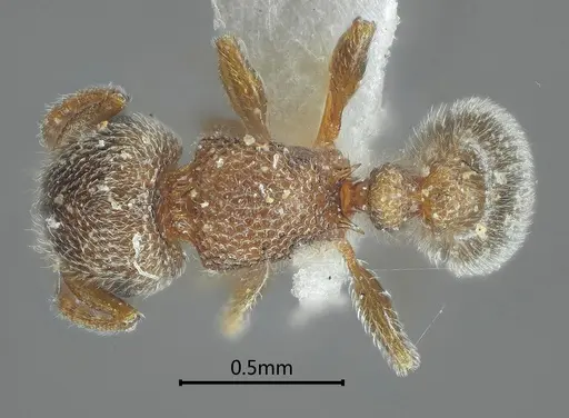 Tetramorium cyclolobium specimen ANTWEB1060607 image antweb1060607_1