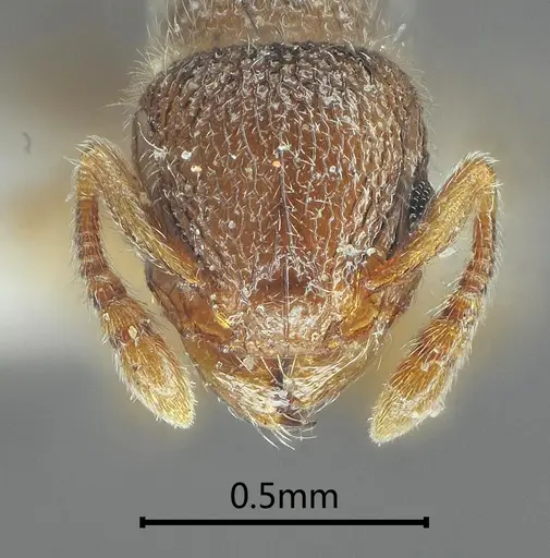 Tetramorium cyclolobium specimen ANTWEB1060607 image antweb1060607_2