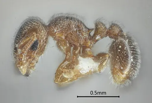 Tetramorium cyclolobium specimen ANTWEB1060607 image antweb1060607_3
