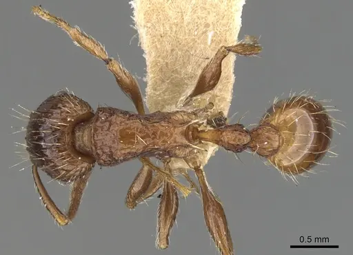 Tetramorium cynicum specimen CASENT0901078 image casent0901078_1