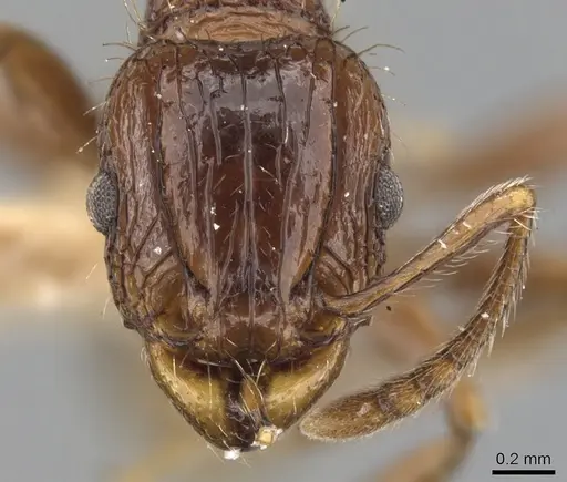 Tetramorium cynicum specimen CASENT0901078 image casent0901078_2