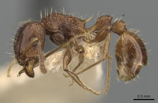 Tetramorium cynicum specimen CASENT0901078 image casent0901078_3