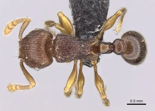 Tetramorium dalek specimen CASENT0038402 image casent0038402_1