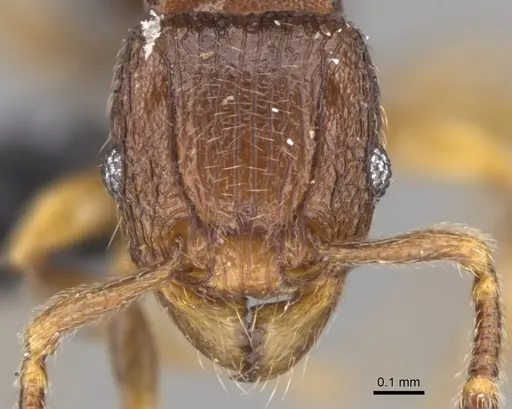 Tetramorium dalek specimen CASENT0038402 image casent0038402_2
