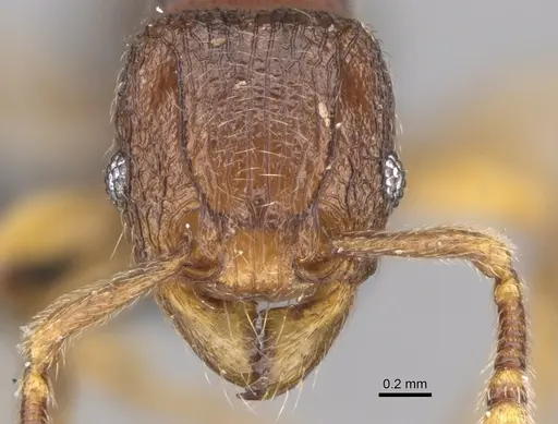 Tetramorium dalek specimen CASENT0038402 image casent0038402_3