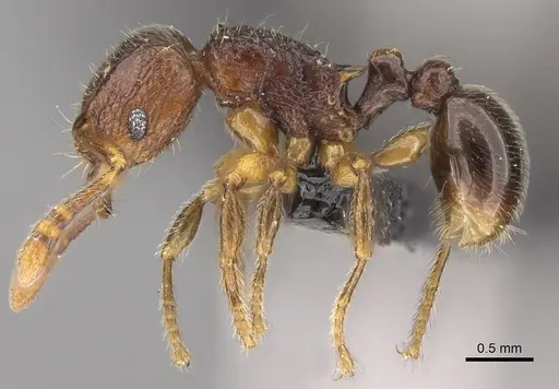 Tetramorium dalek specimen CASENT0038402 image casent0038402_4