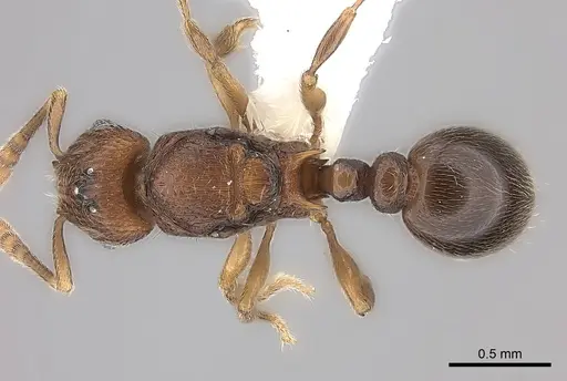 Tetramorium dalek specimen CASENT0189033 image casent0189033_1