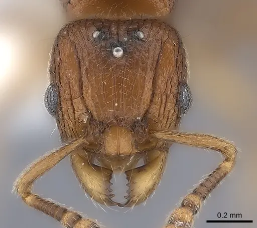 Tetramorium dalek specimen CASENT0189033 image casent0189033_2