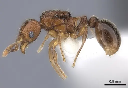 Tetramorium dalek specimen CASENT0189033 image casent0189033_3