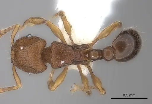 Tetramorium dalek specimen CASENT0217849 image casent0217849_1