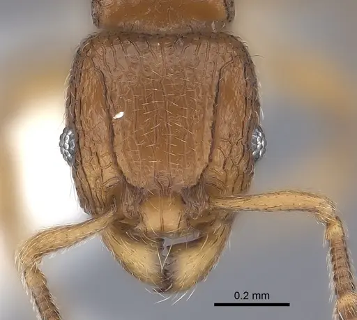 Tetramorium dalek specimen CASENT0217849 image casent0217849_2