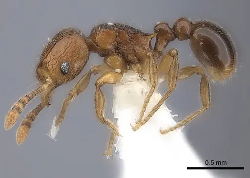 Tetramorium dalek specimen CASENT0217849 image casent0217849_3