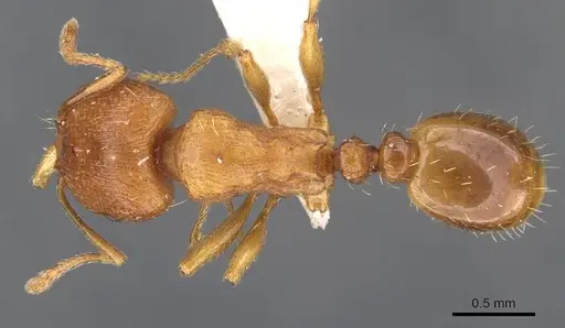 Tetramorium davidi specimen CASENT0909105 image casent0909105_1