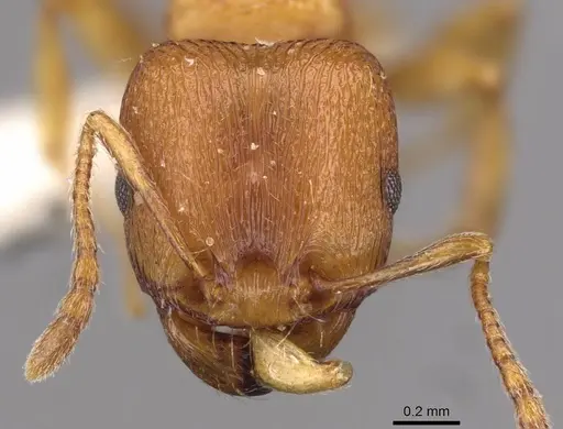 Tetramorium davidi specimen CASENT0909105 image casent0909105_2
