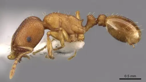 Tetramorium davidi specimen CASENT0909105 image casent0909105_3