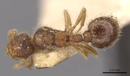 Tetramorium decamerum specimen CASENT0909097 image casent0909097_1