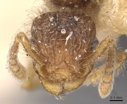Tetramorium decamerum specimen CASENT0909097 image casent0909097_2