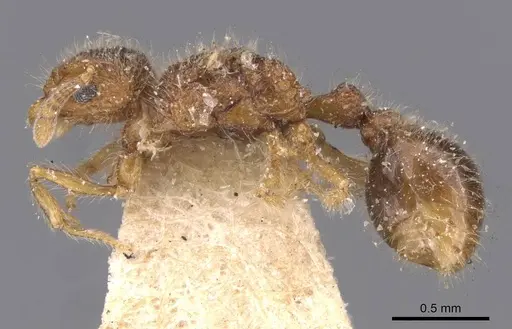 Tetramorium decamerum specimen CASENT0909097 image casent0909097_3