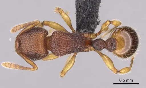 Tetramorium deceptum specimen CASENT0070062 image casent0070062_1
