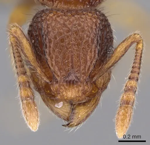 Tetramorium deceptum specimen CASENT0070062 image casent0070062_2