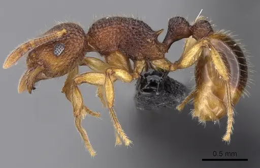 Tetramorium deceptum specimen CASENT0070062 image casent0070062_3
