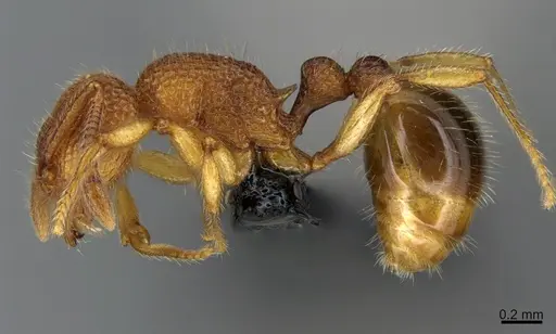 Tetramorium deceptum specimen CASENT0070066 image casent0070066_1