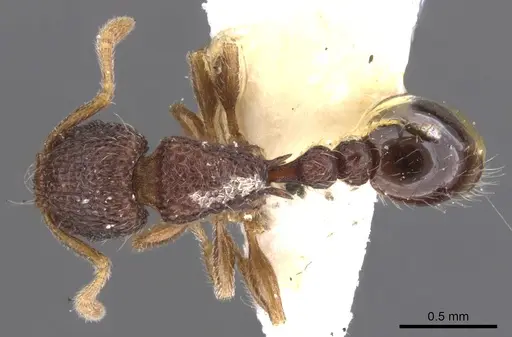 Tetramorium deceptum specimen CASENT0901044 image casent0901044_1