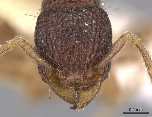 Tetramorium deceptum specimen CASENT0901044 image casent0901044_2