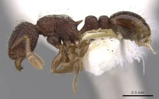 Tetramorium deceptum specimen CASENT0901044 image casent0901044_3