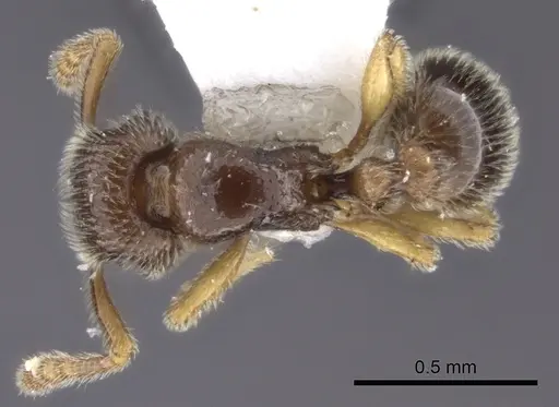 Tetramorium dedefra specimen CASENT0217911 image casent0217911_1