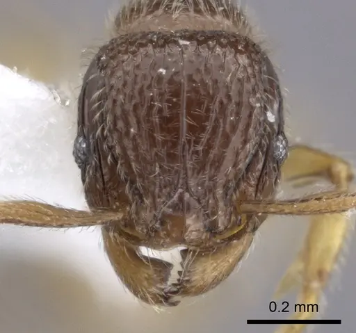 Tetramorium dedefra specimen CASENT0217911 image casent0217911_2