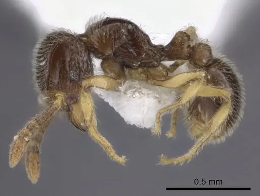 Tetramorium dedefra specimen CASENT0217911 image casent0217911_3