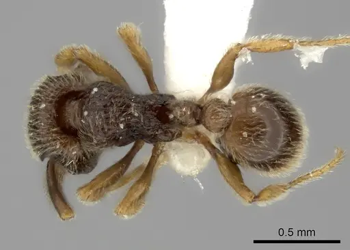 Tetramorium dedefra specimen CASENT0235149 image casent0235149_1