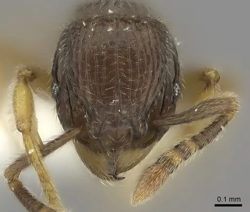Tetramorium dedefra specimen CASENT0235149 image casent0235149_2